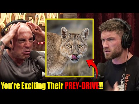 Difference between a Cat Trying to K!ll You vs Scare You.. | Joe Rogan