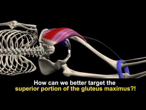 Gluteus maximus, 'locked-short' muscle, Length-Tension Relationship and more.