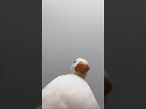 Idea by San Pito Pato  🙌  #donaldduck #cosplay