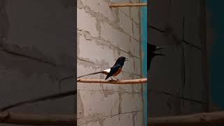 Download lagu murai batu jantan MEMANGGIL BETINA, Baik Untuk Memancing Birahi mp3