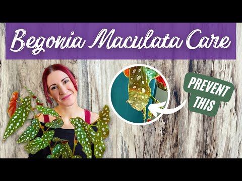 The ULTIMATE Begonia Maculata Care Guide: No More Crispy Leaf Tips! | Angel Wing Begonia Care