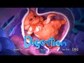 Digestion 3rd Year 2020