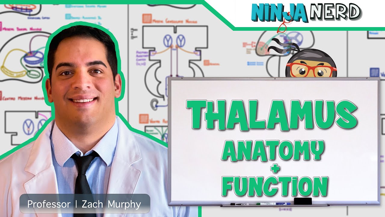 Neurology | Thalamus Anatomy & Function