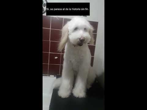 Bañamos a Yeti solo con productos Osspret.