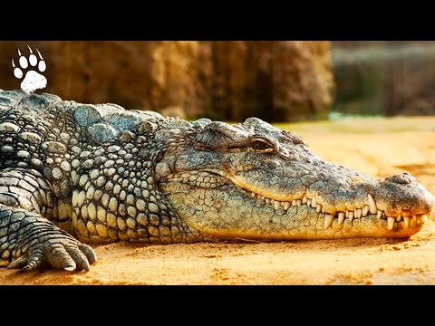 Crocodiles tueurs : la terreur du canal des Pangalanes | Documentaire Animalier | GD