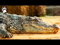 Crocodiles The Most Dangerous Animal In The World Wildlife Documentary