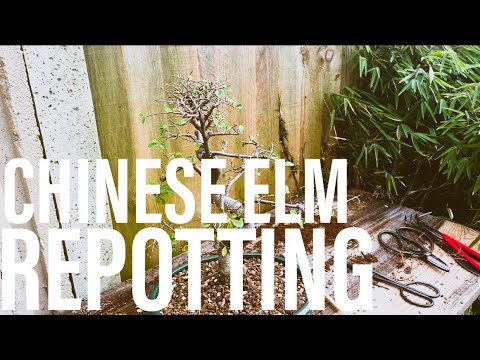 Bonsai Diary (EP6 - 12/3/2023) Chinese Elm Repotting!