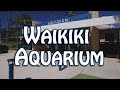 Waikiki Aquarium 2777 Kalakaua Ave Honolulu Hi 96815