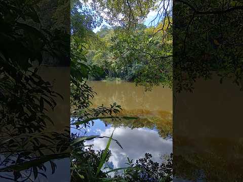 Mata Atlântica, mais um trecho (Timbó) - AMARGOSA, BA