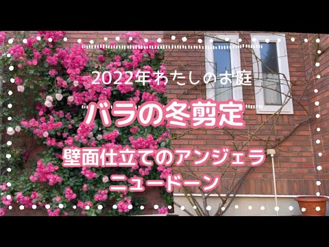 低木バラ「アンジェラ」 植物