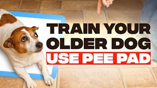 How To Train Your Older Dog To Use a Pee Pad
