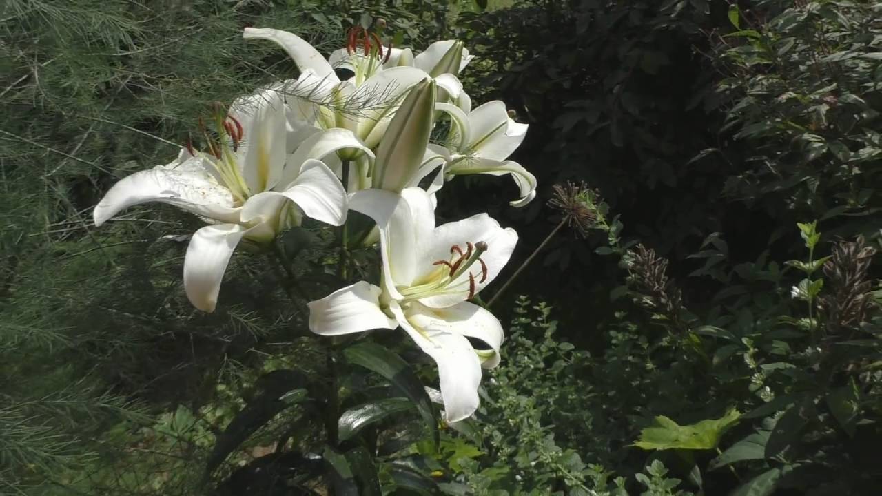 Лилия ОТ-гибрид. Сорт "Cocossa".