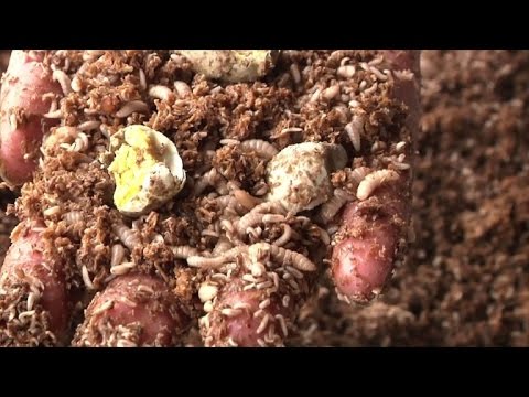 In China, maggots finish plates, and food waste