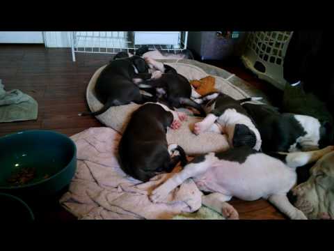 Pitbull Puppies 5 Weeks old!