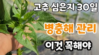 고추 정식 30일째 총채.진딧물.청벌레 지금 꼭해야 ! 1차 추비 주는법