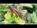 Cicada invasion: Rare 'double-brood' event predicted for 2024