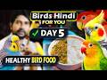 Day 5 Feeding Routine For Budgies Lovebirds Cockatiels High Energy Rice Diet Hindi For You