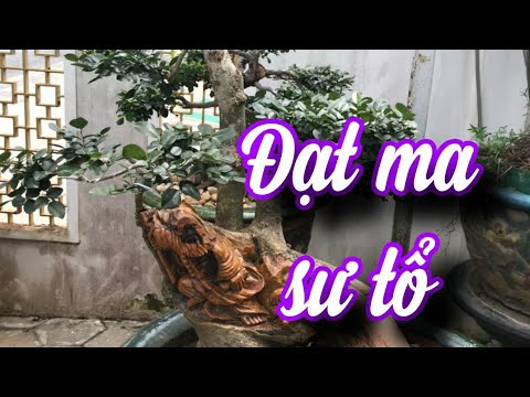 SH.6344. Giao lưu cây Trắc bonsai hình trạm Đạt ma sư tổ. Đth liên hệ 0913.970.855.