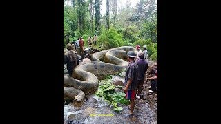 5 СТРАШНЫХ СУЩЕСТВ ИЗ ДЖУНГЛЕЙ АМАЗОНКИ