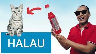 Kenapafuzziblog Kenapa Kucing Takut Botol Air