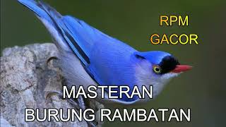 Download lagu BURUNG RAMBATAN GACOR mp3