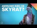 Why Does Everyone Hate Pigeons