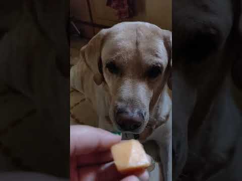Cute Labrador wants Papaya #shorts