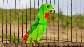 Download lagu Serindit Manapun Pasti Akan Nyaut EMOSI langsung Bunyi mendengar Srindit GACOR Memanggil Seperti ni mp3