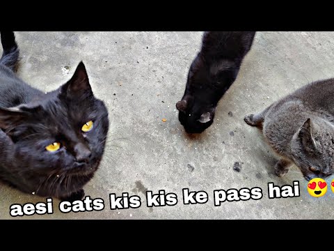 charu taraf cats he cats 😄😄 #cats #live