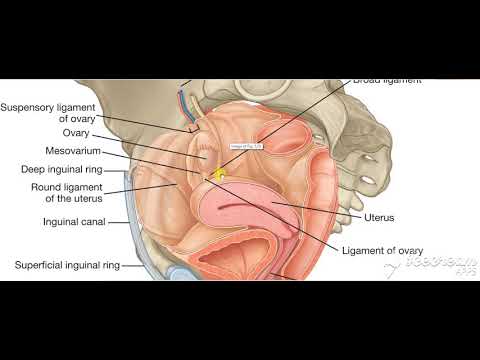 Urinary bladder base relations 6