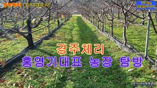 (체리재배 성공의길 브이로그) 경주체리 홍영기대표 농장탐방