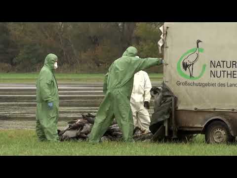 More than 1,000 cranes perish from bird flu outbreak in Germany | REUTERS