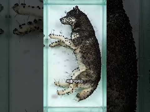 박물관 골격 표본이 만들어지는 방법