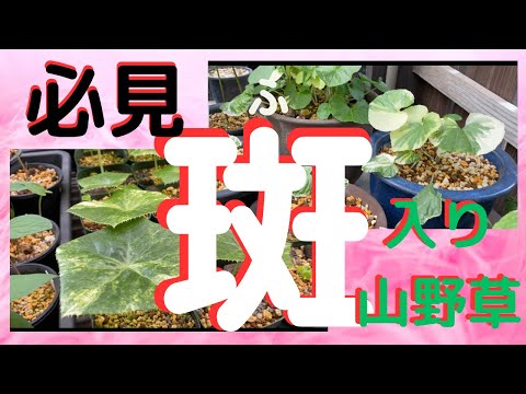 園芸 斑入りの紅葉