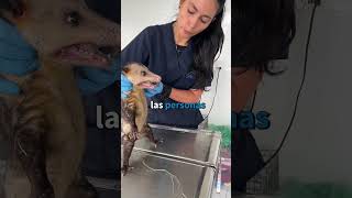 Corpocaldas no cobra por el rescate y/o atención a la fauna 