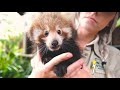 Cutest red panda compilation ever