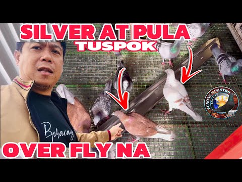 EP821 - P2 SILVER AT PULA TUSPOK SA SINGLE TOSS!
