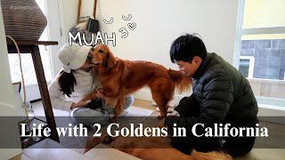 Days in my life with 2 Goldens | Stay at home dog mom, Cooking at home, Dog supplements, MukbangASMR
