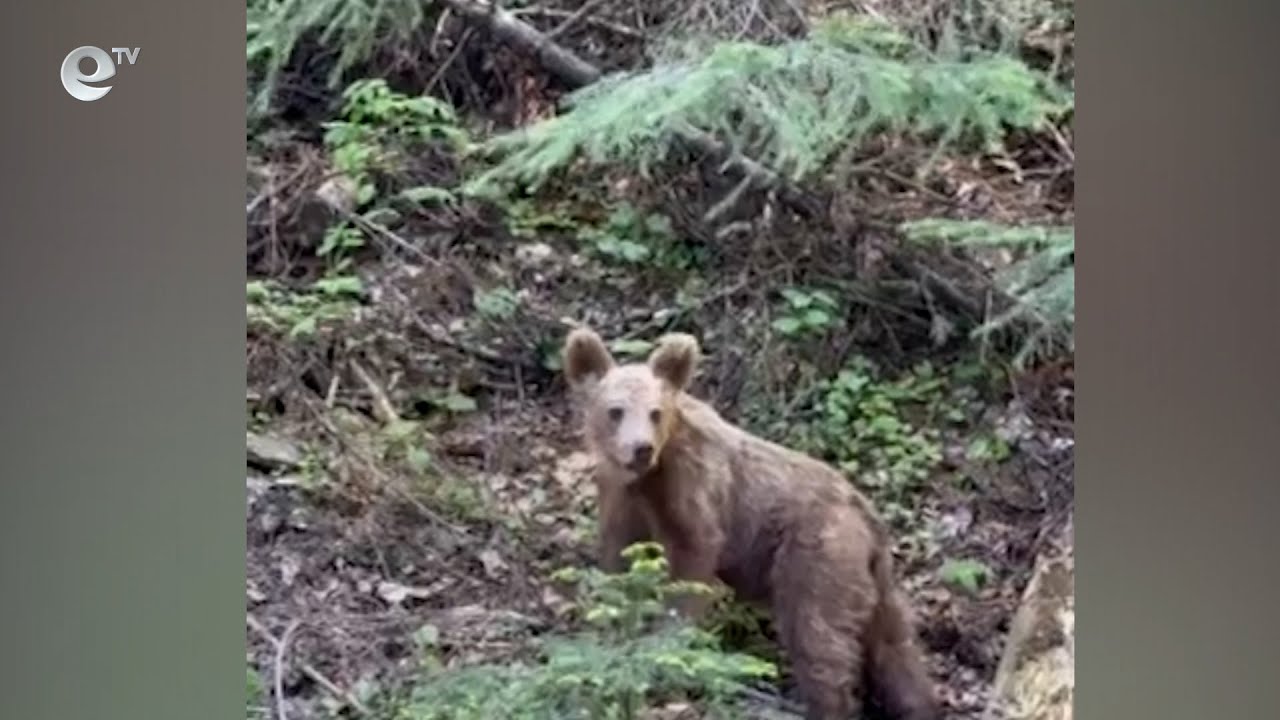 Две мечета вдигнаха на крак екоинспекцията в Смолян