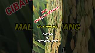 Download lagu padi cibatu 06 original malai panjang #shorts #cibatu06original mp3 Download lagu padi cibatu 06 original malai panjang #shorts #cibatu06original mp3