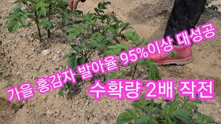 가을 홍감자 발아율 95%이상,감자 수확 2배 작전~  노란감자,빨간감자, 두백