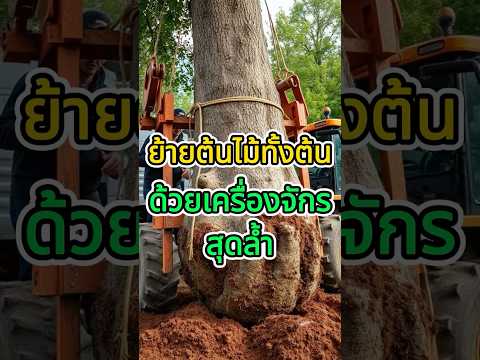 ย้ายต้นไม้ทั้งต้นด้วยเครื่องจักรสุดล้ำ #ย้ายต้นไม้ #ต้นไม้ใหญ่ #ภูมิสถาปัตย์ #สวนสวย #วิธีปลูกต้นไม้