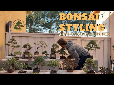 Semi-Cascade Juniper Bonsai Styling
