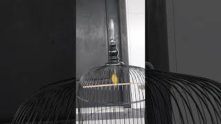 Download lagu PLECI GAZA NEMBAK PANJANG#shorts mp3 Download lagu PLECI GAZA NEMBAK PANJANG#shorts mp3