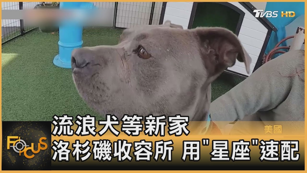流浪犬等新家 洛杉磯收容所用「星座」速配