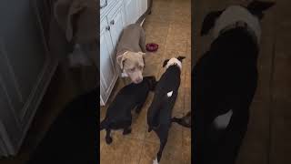 Video preview image #1 Border Collie-Unknown Mix Puppy For Sale in Holly Springs, NC, USA