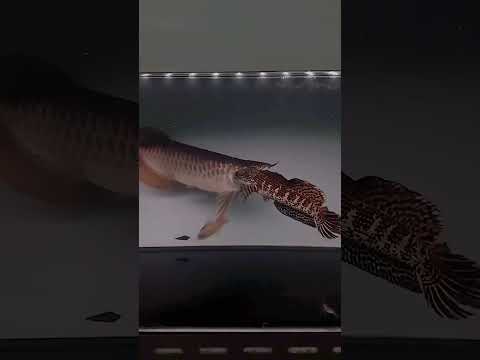 Arowana vs channa #monsterfish #monsterfishcatch #monstertank #viralvideo #viralshorts #india