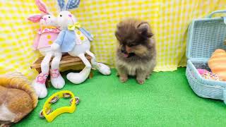 ポメラニアンの動画01