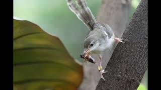 Download lagu MASTERAN BURUNG CIBLEK KRISTAL ISIAN MURAI BATU DURASI NEMBAK NGEBREN mp3