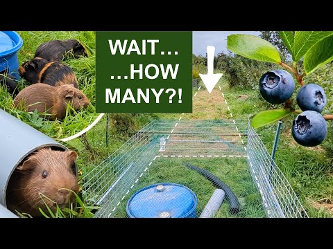 Why We’re Raising 100+ Guinea Pigs to Mow Our Blueberry Orchard! 🐹🌱